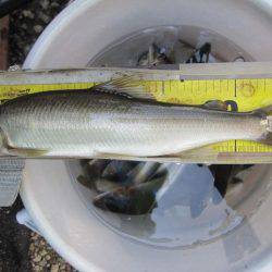 狩野川(狩野川漁業協同組合) 釣果