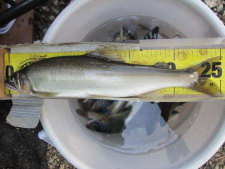 狩野川（狩野川漁業協同組合） 釣果