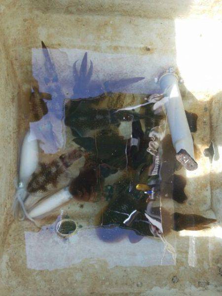 Magic（マジック） 釣果