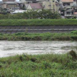 狩野川(狩野川漁業協同組合) 釣果