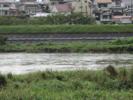 狩野川（狩野川漁業協同組合） 釣果