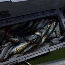 深川 吉野屋 釣果