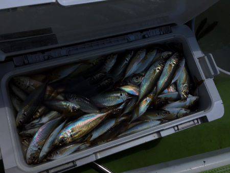 深川 吉野屋 釣果