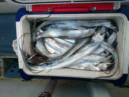 深川　吉野屋 釣果