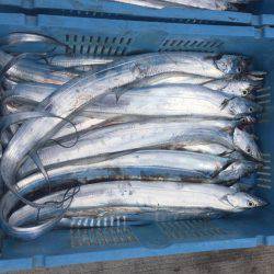 釣り船角田 釣果