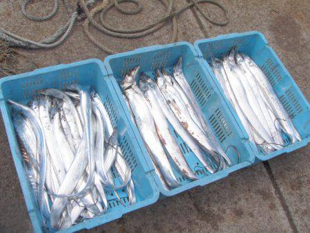 釣り船角田 釣果