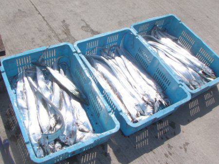 釣り船角田 釣果