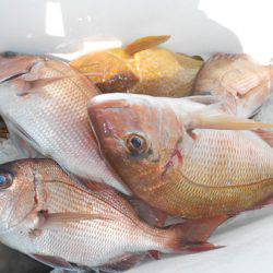 こうゆう丸 釣果