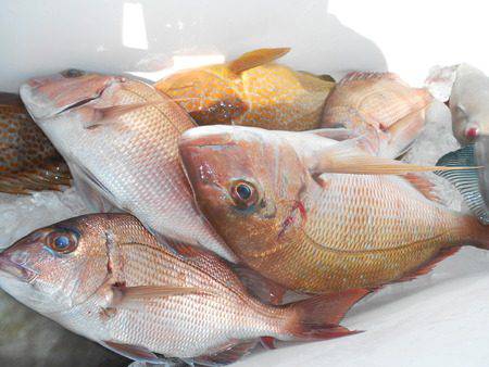 こうゆう丸 釣果