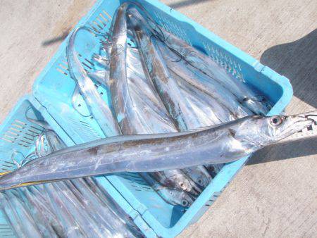 釣り船角田 釣果