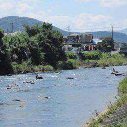 狩野川(狩野川漁業協同組合) 釣果