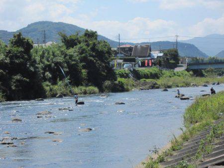 狩野川(狩野川漁業協同組合) 釣果