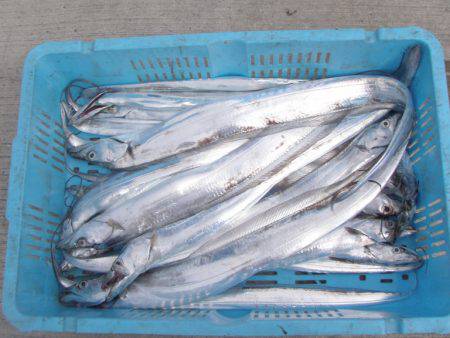 釣り船角田 釣果