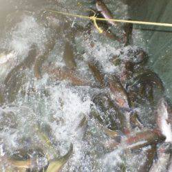 フィッシングレイクたかみや 釣果