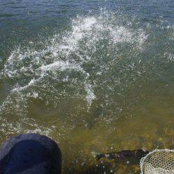 フィッシングレイクたかみや 釣果