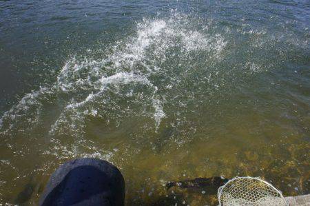 フィッシングレイクたかみや 釣果