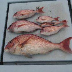 東京湾探釣隊ぼっち 釣果