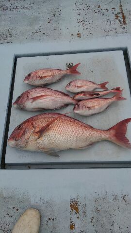 東京湾探釣隊ぼっち 釣果