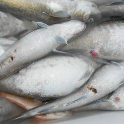 こうゆう丸 釣果