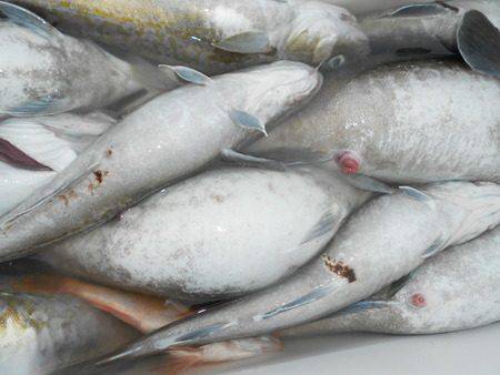 こうゆう丸 釣果