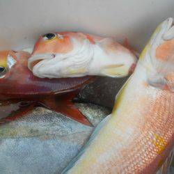 こうゆう丸 釣果