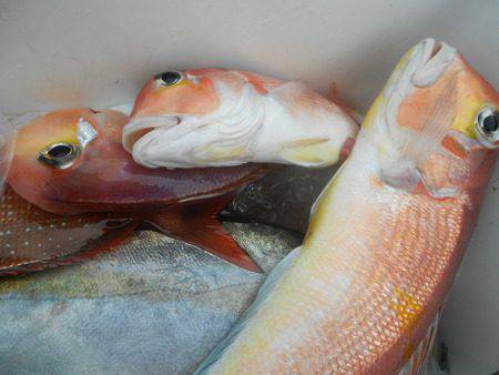 こうゆう丸 釣果