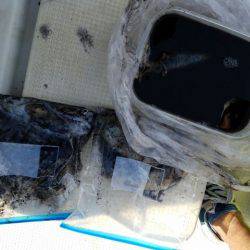 Magic(マジック) 釣果