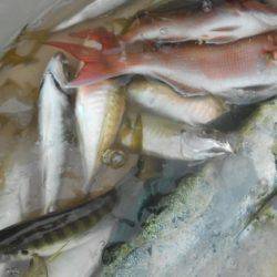 こうゆう丸 釣果