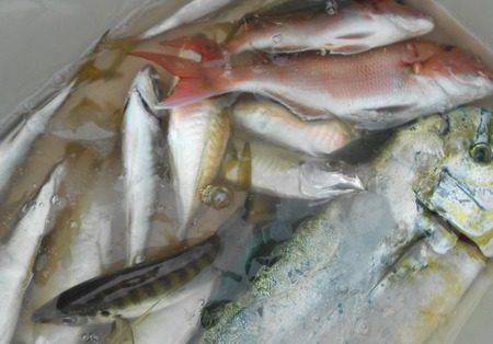 こうゆう丸 釣果