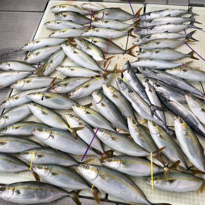 ミタチ丸 釣果