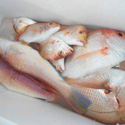 こうゆう丸 釣果