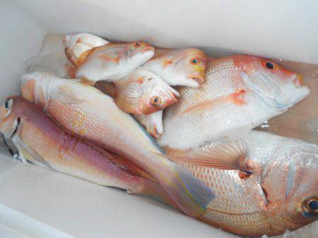 こうゆう丸 釣果