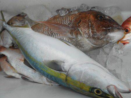 こうゆう丸 釣果