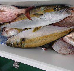 第二むつ漁丸 釣果