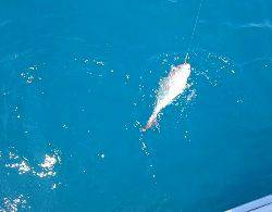 IDATEN(イダテン) 釣果