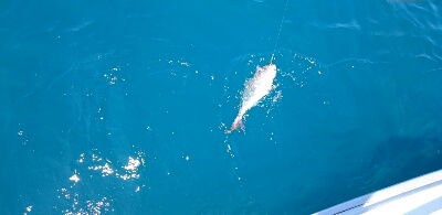 IDATEN(イダテン) 釣果