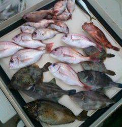 第二辰丸 釣果