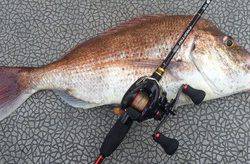 YELLOW-TAIL　イエローテール 釣果