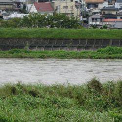 狩野川（狩野川漁業協同組合） 釣果