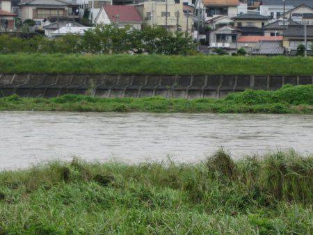 狩野川（狩野川漁業協同組合） 釣果