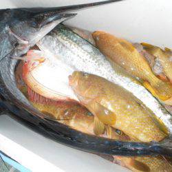 こうゆう丸 釣果