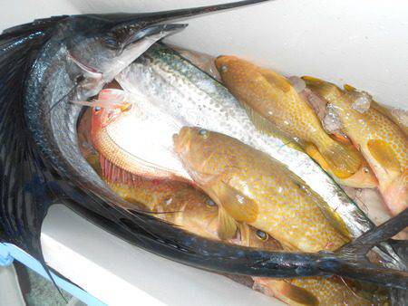 こうゆう丸 釣果