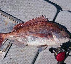 IDATEN(イダテン) 釣果