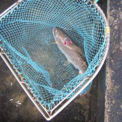 狩野川(狩野川漁業協同組合) 釣果