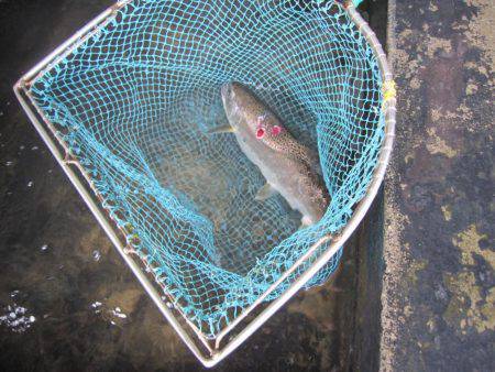 狩野川（狩野川漁業協同組合） 釣果