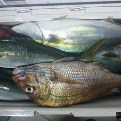 スカイマリン 釣果