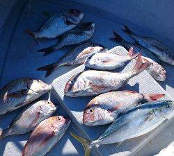 IDATEN(イダテン) 釣果