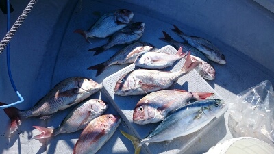 IDATEN（イダテン） 釣果