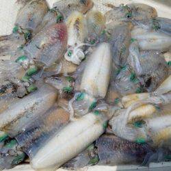 Magic（マジック） 釣果