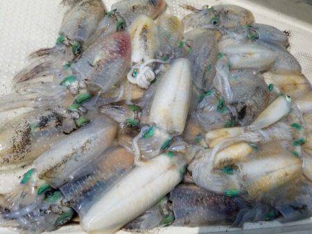 Magic（マジック） 釣果